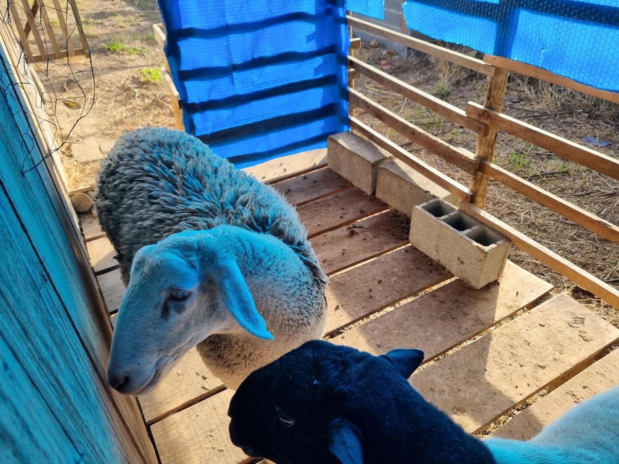 Willa Chacara Aquila São Roque Zewnętrze zdjęcie